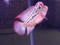 Image_2