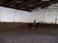 videos de Cherubino 2 TRAKEHNER