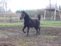 videos de tao trot 3