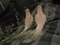 leff mirror dance 1