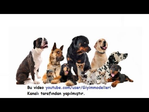 Köpeği - İnsan hayatında ki yeri bir başka olan köpekler, oyunculuğu, neşesi, güldürmesi ve bizlere sadık bir arkadaş olmasının dışında akıllarıyla da bizleri hep şaş...