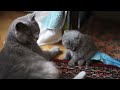 шотландские и британские котята