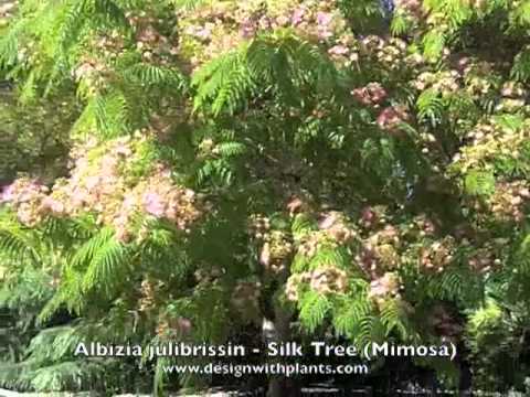 how to transplant mimosa tree