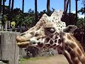 Feeding a Giraffe Feeding a Giraffe