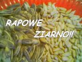 Rapowe Ziarno (Szyderap) Rapowe Ziarno (Szyderap)