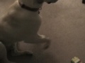 Somersaults