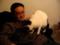 cat massage