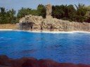Loro Parque - Show Delfines2