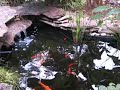 Fish Pond
