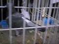 Lotul olimpic 2007