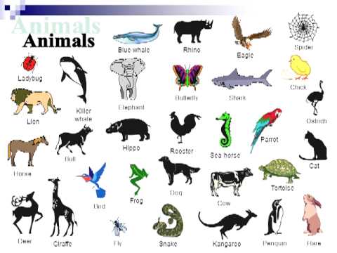 English Vocabulary Animals