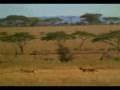 Un Ratero Mexicano en Africa.mpg