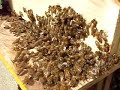 Bee keeping hive transfer Bee keeping hive transfer