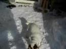 Snow-eater Snow-eater