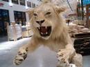 Bass Pro Shops