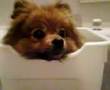 お風呂でお船遊び(Play in the bath)(Pomeranian vivi)