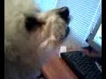Buddy Howls at Sirens Buddy Howls at Sirens