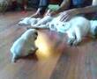 Moonwalk pug