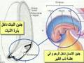 مناظرة اليهود و النصارى: كيفية احياء الموتى