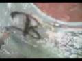 videos de mAla foca totty ban ae parte 2