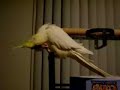 cute cockatiel itching his ear