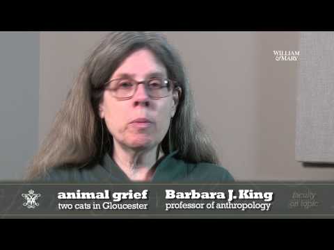 Animal grief: Two cats in Gloucester
