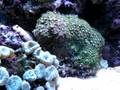 videos de 24 gallon aquapod with 150 watt metal halide lighting