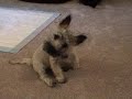 bastian-whistle.html