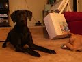 Mandy May steals Marmaduke's toy