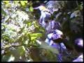 Rio Napo (tributary to the Amazon river)