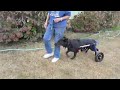 Dot's walking