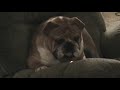 ARCHIE TURNES RECLINER OVER.