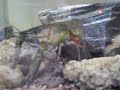 Cherax Quadricarinatus with eggs