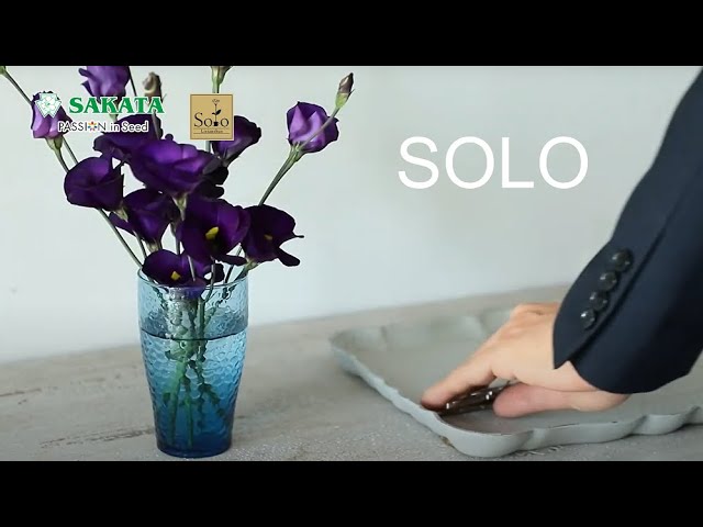 【Lisianthus Solo series】slow down Violet Episode 2 2023/01/05