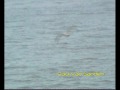Black-legged Kittiwake (Rissa tridactyla) Black-legged Kittiwake (Rissa tridactyla)
