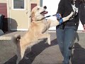 chien,dog,husky