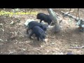 Piglets pushing each other