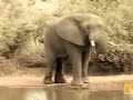 Bull Elephant Pete's Pond  11/12/08