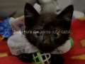 Fotos de gatos bonitos