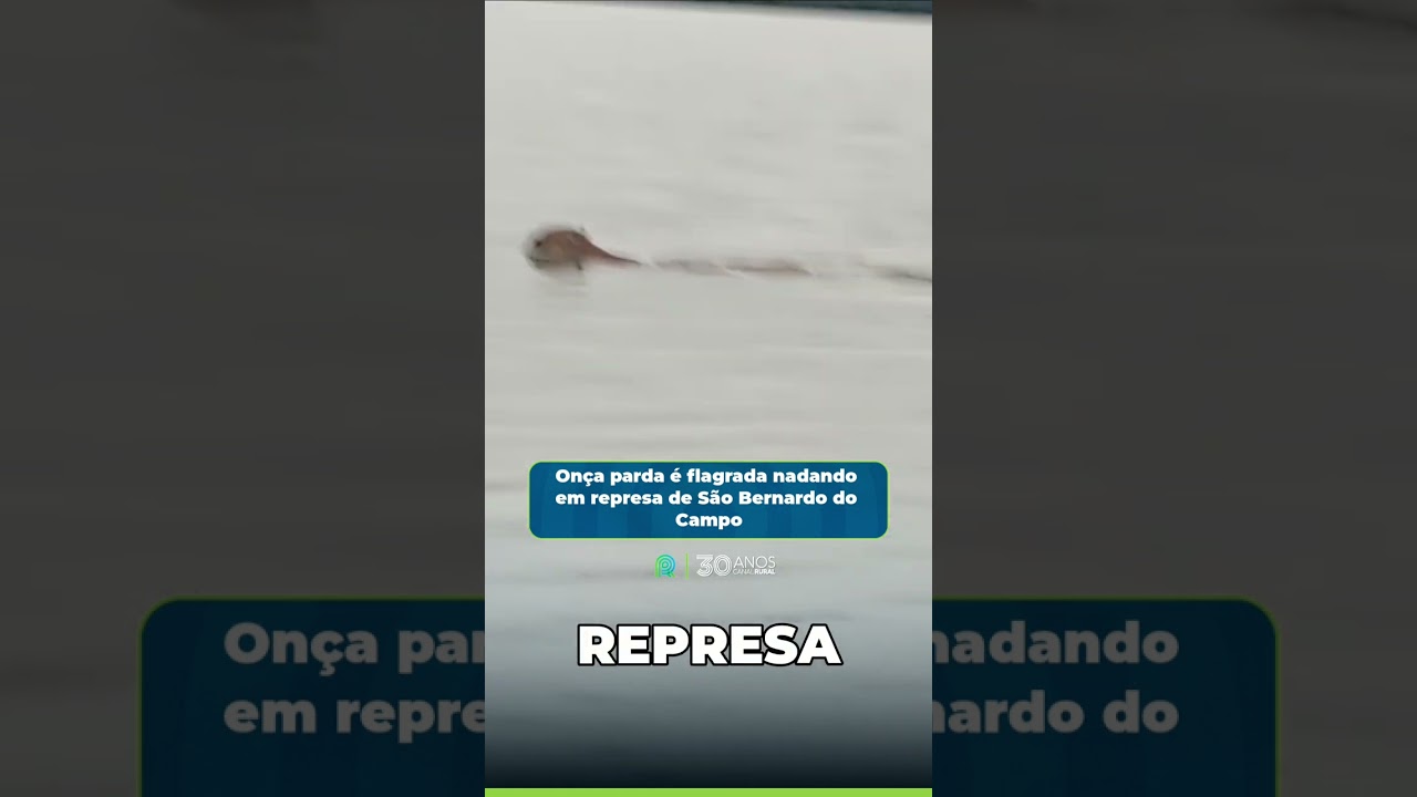 Uma onça parda foi registrada nadando na Represa Billings, na região do Riacho Grande, em São Bernar