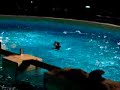 Dolfinarium