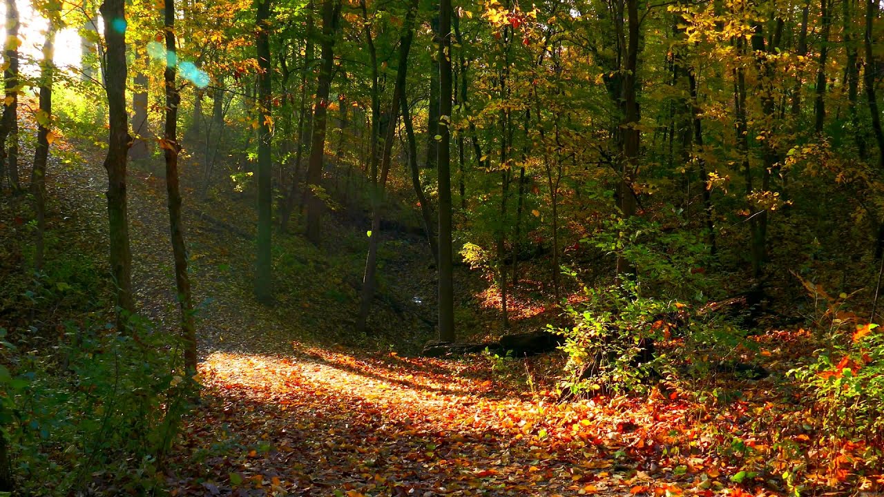 Écoutez la nature