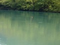 Skobalj,Drina,Ribolov,Gigovic Skobalj,Drina,Ribolov,Gigovic