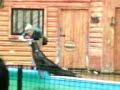 Sealions