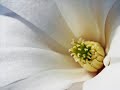 David Sylvian - Scent of magnolia