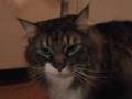 ムサシのヒャー!!! I dont like your shampoo smell!!