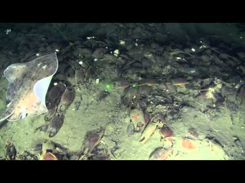 greenpeaceupdate - The Greenpeace ship Esperanza is on a research expedition in the world's largest underwater canyons. Join the submarine on this dive and discover a skate nur...
