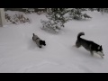 Snow Dogs 2009 - Mishka the Talking Husky & Moki
