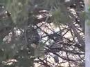 Merriam Gobbler thru the trees w/ FOB Merriam Gobbler thru the trees w/ FOB