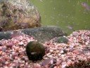Neolamprologus brichardi